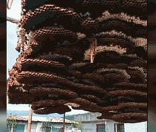 世界上最大的马蜂窝（贵州巨型马蜂窝出动挖土机才能搬走）