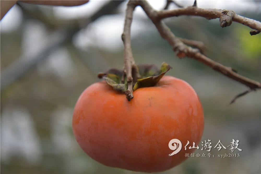 甜！台湾神仙眷侣在仙游种特产（附价目表）