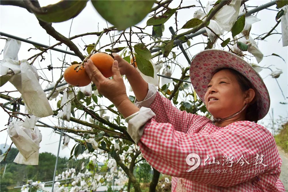 甜！台湾神仙眷侣在仙游种特产（附价目表）