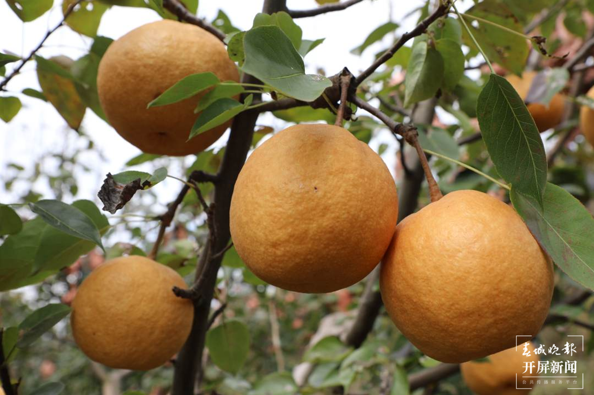 走进木梨种植基地,只见大片梨树郁郁葱葱,一棵棵梨树