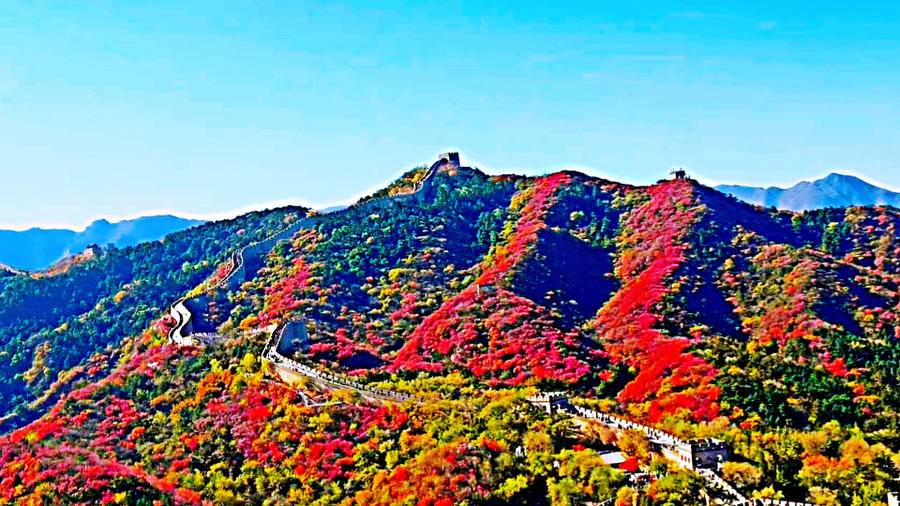 巍巍长城亘山川，枫叶流丹，万山红遍，层林尽染，景色万千