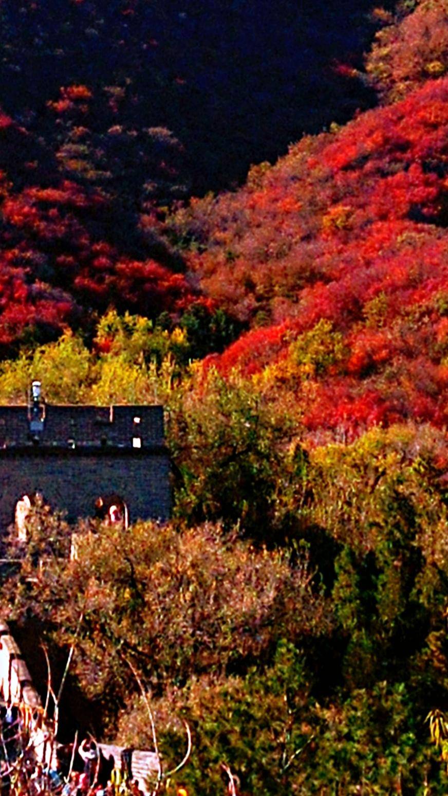 巍巍长城亘山川，枫叶流丹，万山红遍，层林尽染，景色万千