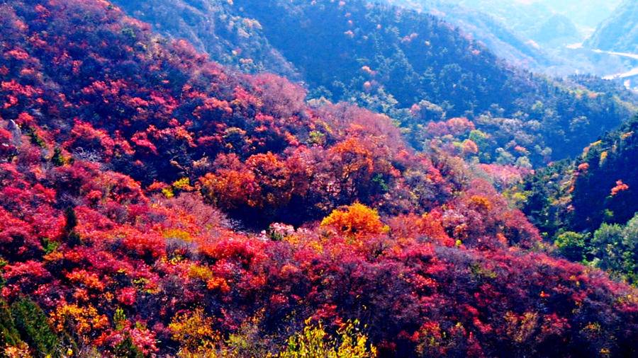 巍巍长城亘山川，枫叶流丹，万山红遍，层林尽染，景色万千