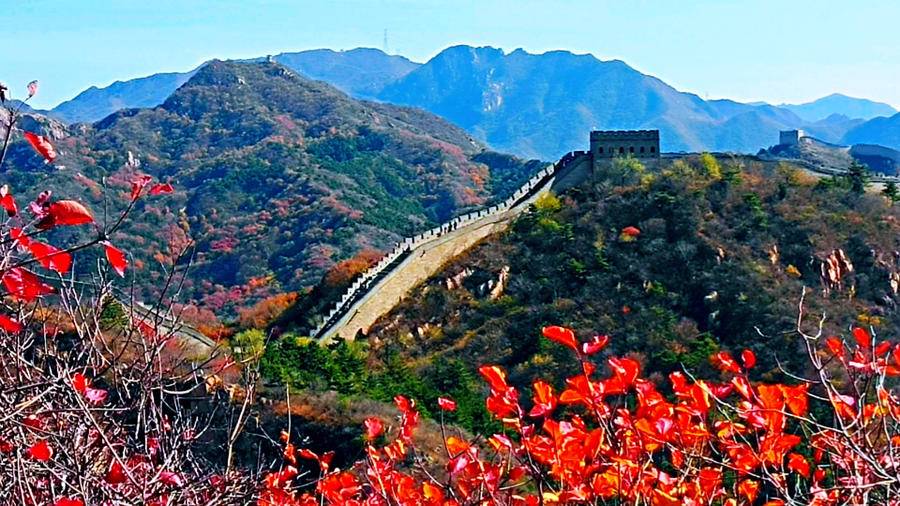 巍巍长城亘山川，枫叶流丹，万山红遍，层林尽染，景色万千