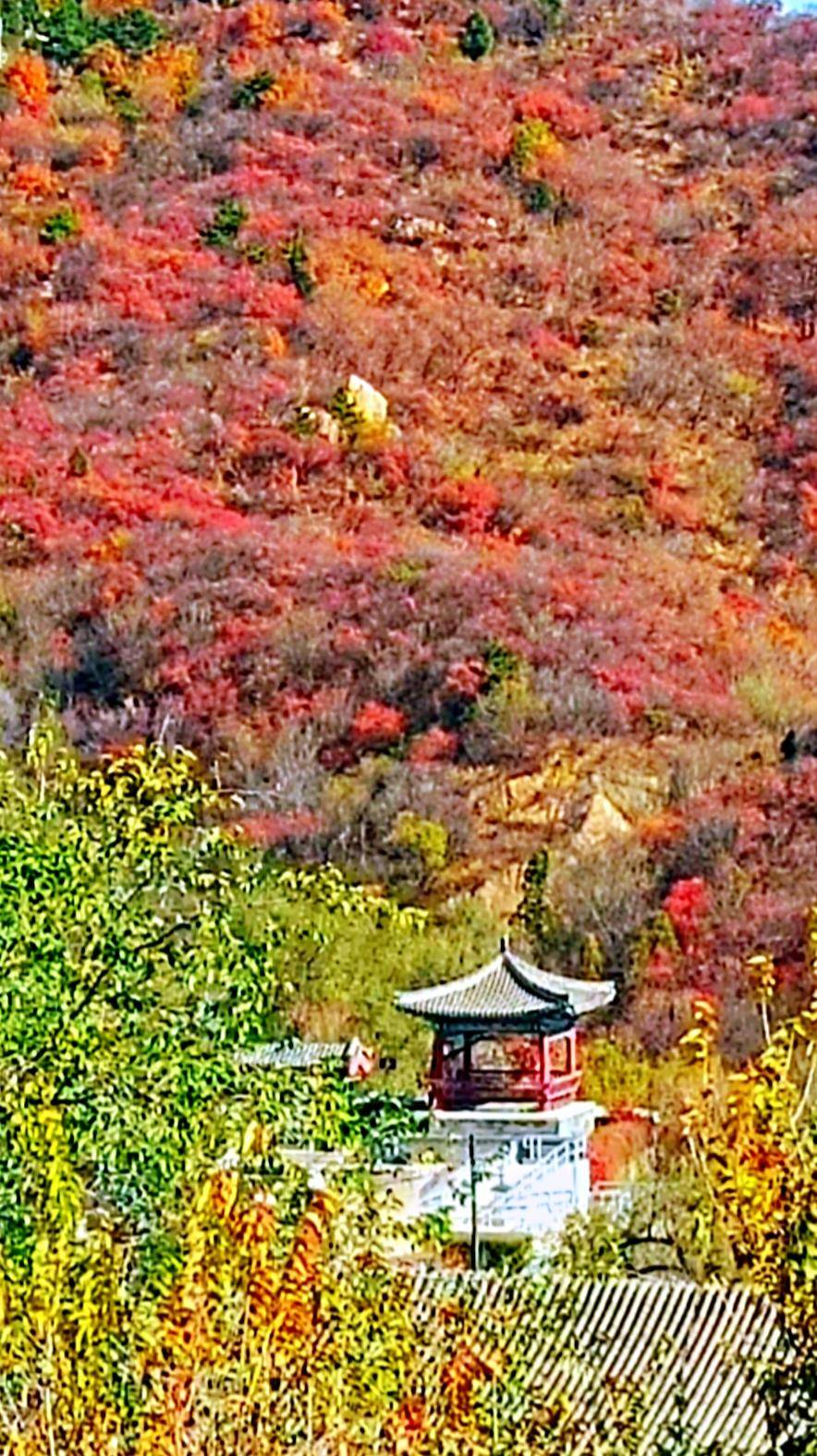 巍巍长城亘山川，枫叶流丹，万山红遍，层林尽染，景色万千