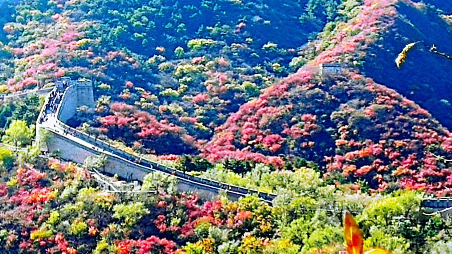 巍巍长城亘山川，枫叶流丹，万山红遍，层林尽染，景色万千