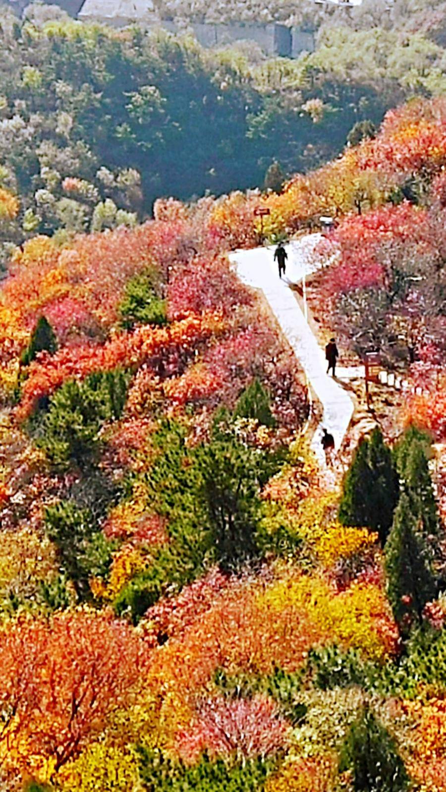 巍巍长城亘山川，枫叶流丹，万山红遍，层林尽染，景色万千