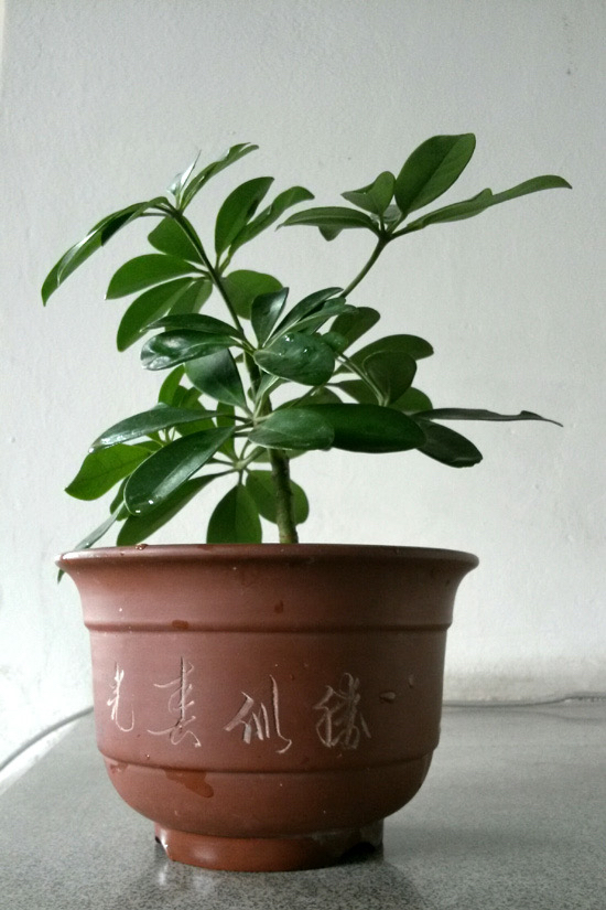 家养鸭脚木,学会一招,越养越多越养越旺,净化空气又美观