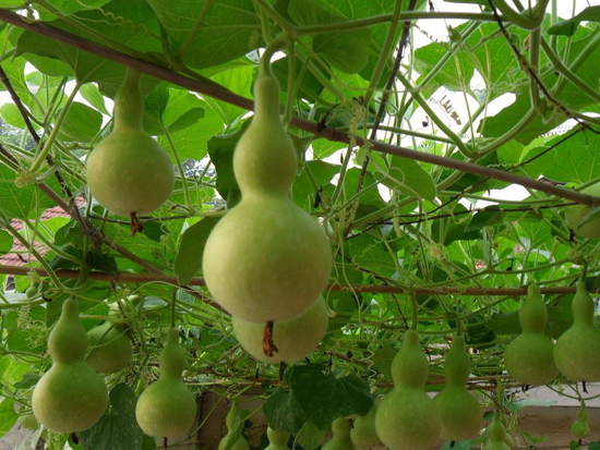 葫芦籽怎么种什么时候种（超全葫芦种植时间和方法介绍）