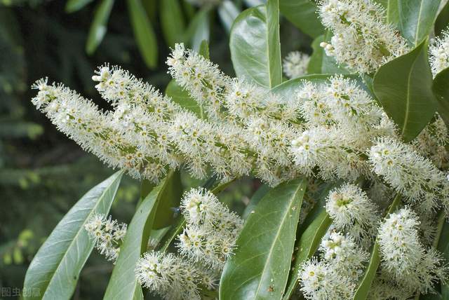 3月15日花语:款冬蒲公英,生日花语早熟_达一风水网