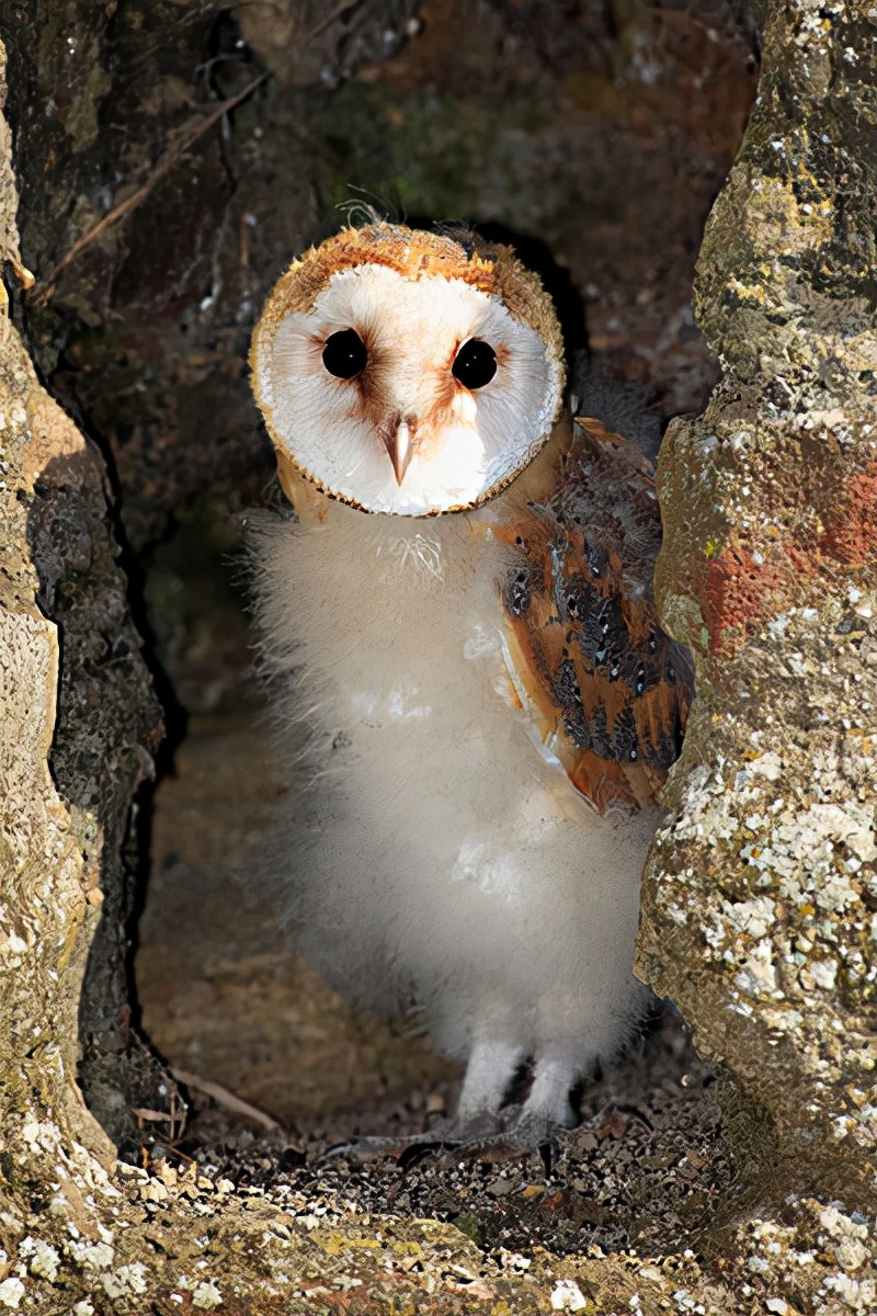 猫头鹰从不自己筑巢，都是抢，为什么？战斗力爆表，是鹰的天花板