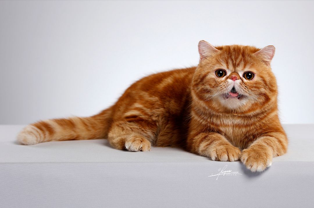 加菲猫图片卡通(关于加菲猫) - 赤虎壹号