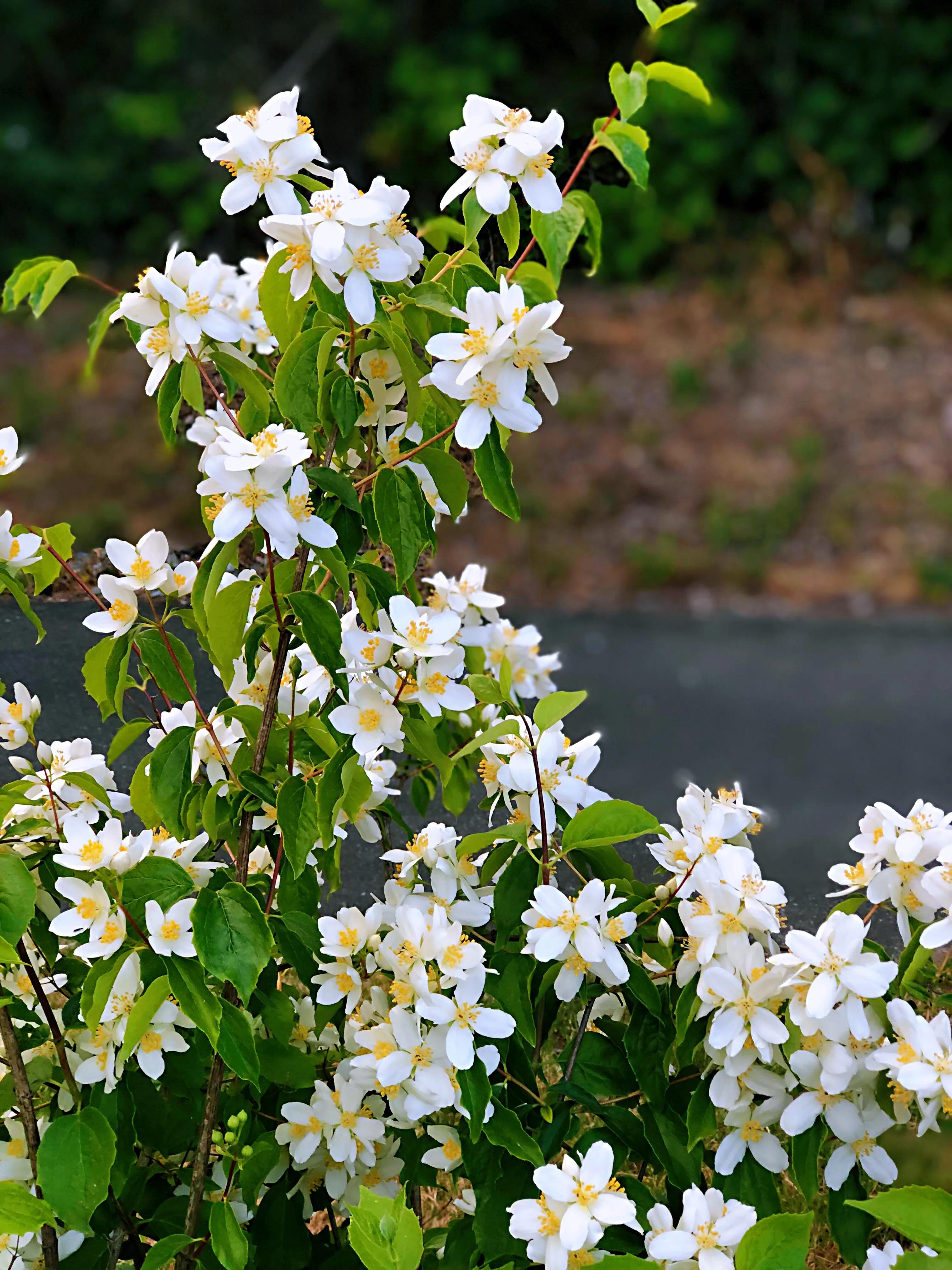 山梅花～洁白无瑕,香气袭人