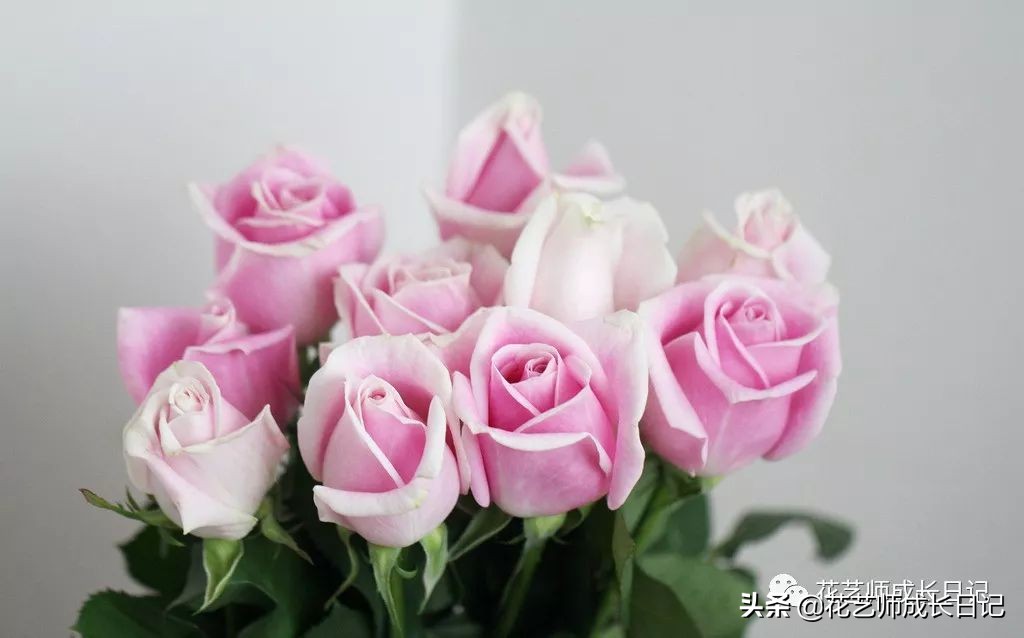 苏醒玫瑰是什么颜色（10款粉色玫瑰品种介绍）