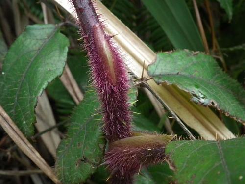 鸟不宿的功效与作用-我的快乐小窝