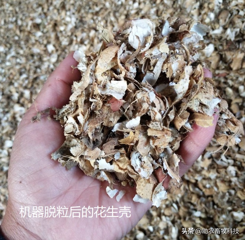 發(fā)酵花生殼成為豬雞鴨鵝牛羊優(yōu)質(zhì)飼料操作技術(shù)