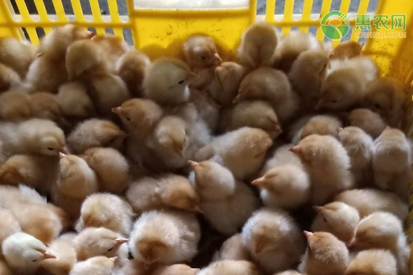 2020年蛋鸡苗价格多少钱一只？各地下半年鸡苗行情如何？