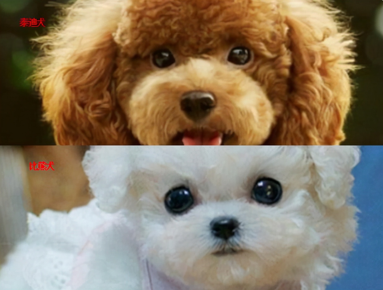 比熊和泰迪的区别,看完您更喜欢养哪种?