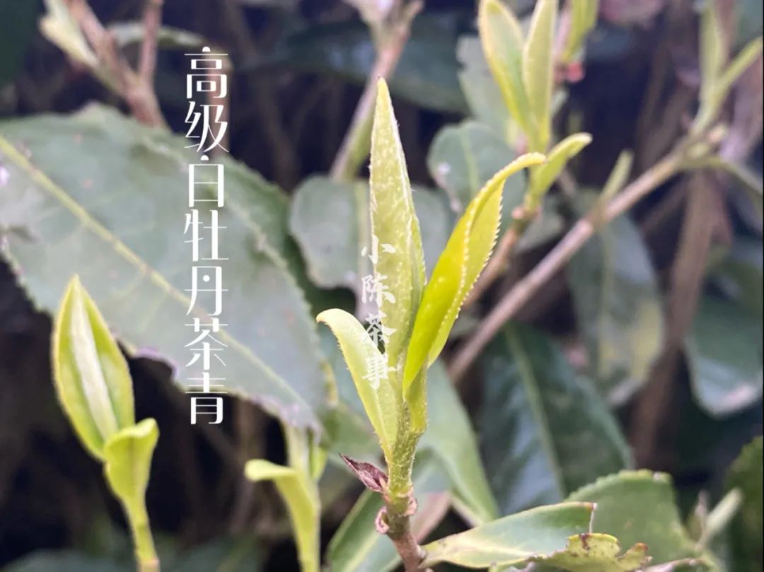 茶农、茶厂、茶商、茶客，春茶季，那些不应该属于白茶的利益之争