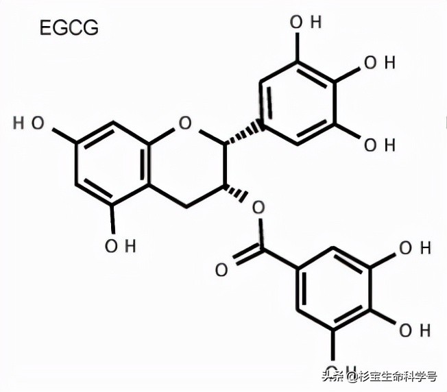 每天一杯绿茶竟然可以抗衰老？科学家揭秘：儿茶素抑制脑老化