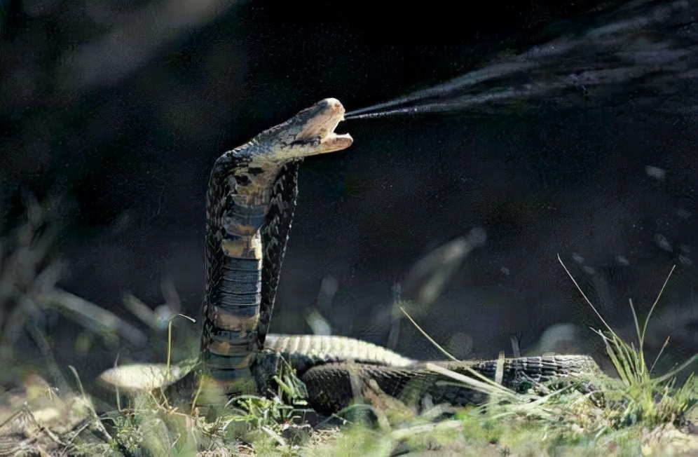 云南村民家中惊现3米眼镜王蛇！为国家保护动物，被咬死赔多少？