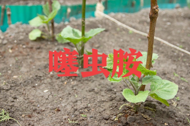 新型杀虫剂治疗虫刺方法研究