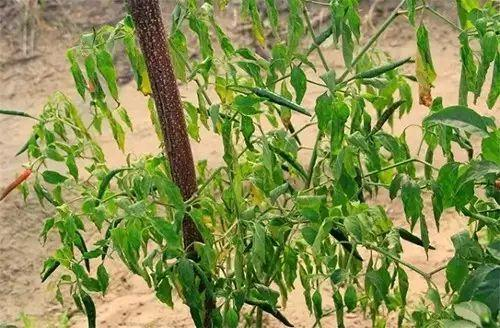 植物生理简介（植物生理的特性及土壤改良）