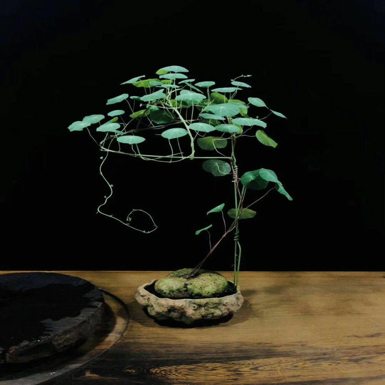 山乌龟留几根主藤为好 -骁龙网