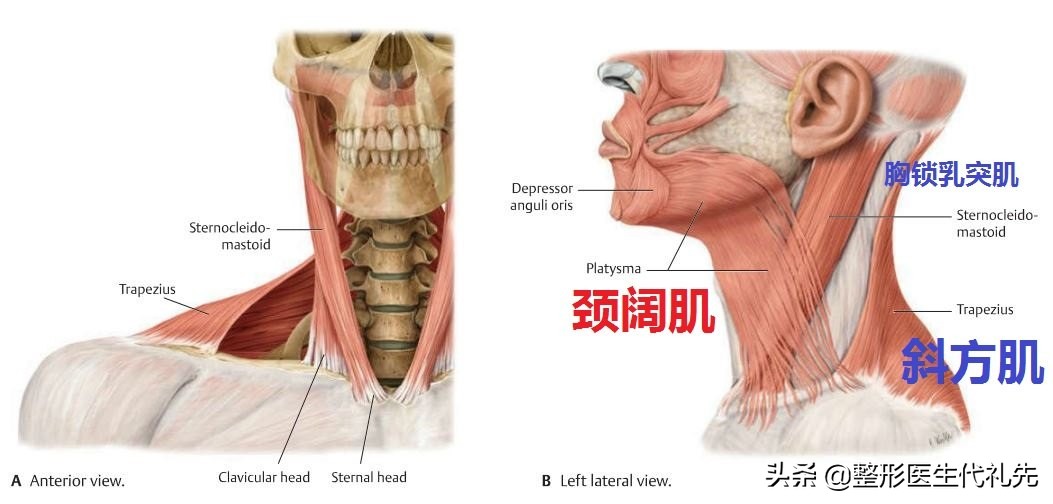 双下巴形成的原因，改善方法，一次性解决一次拥有完美下颌线