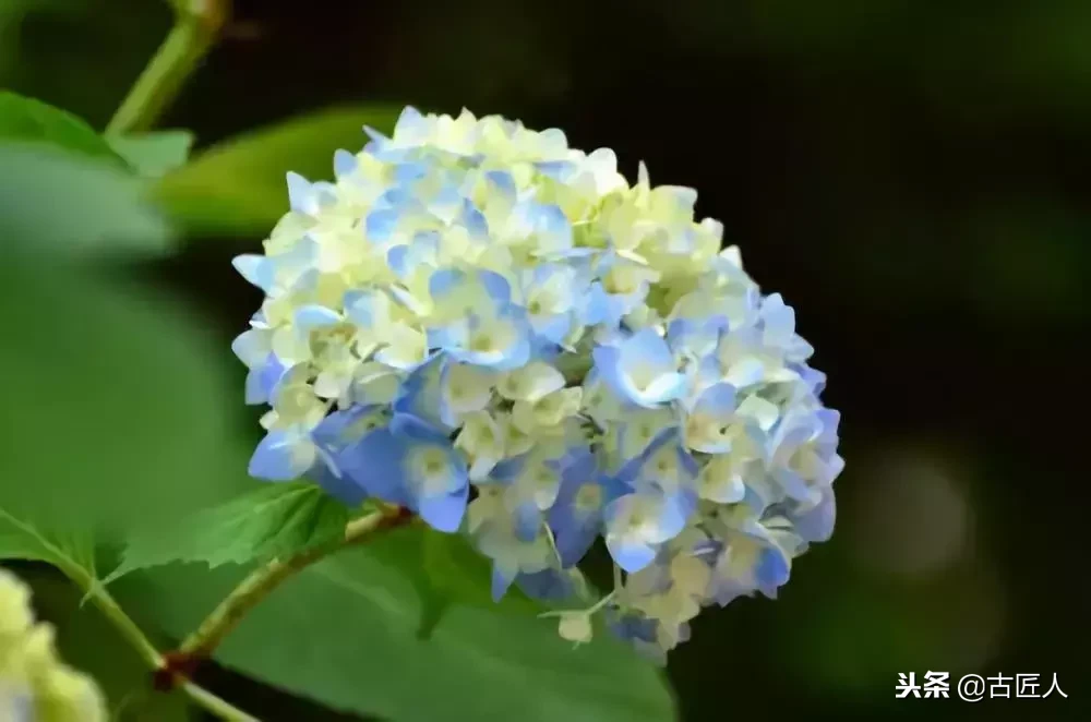 万紫千红的百花汇（百花汇中富含诗意的花）