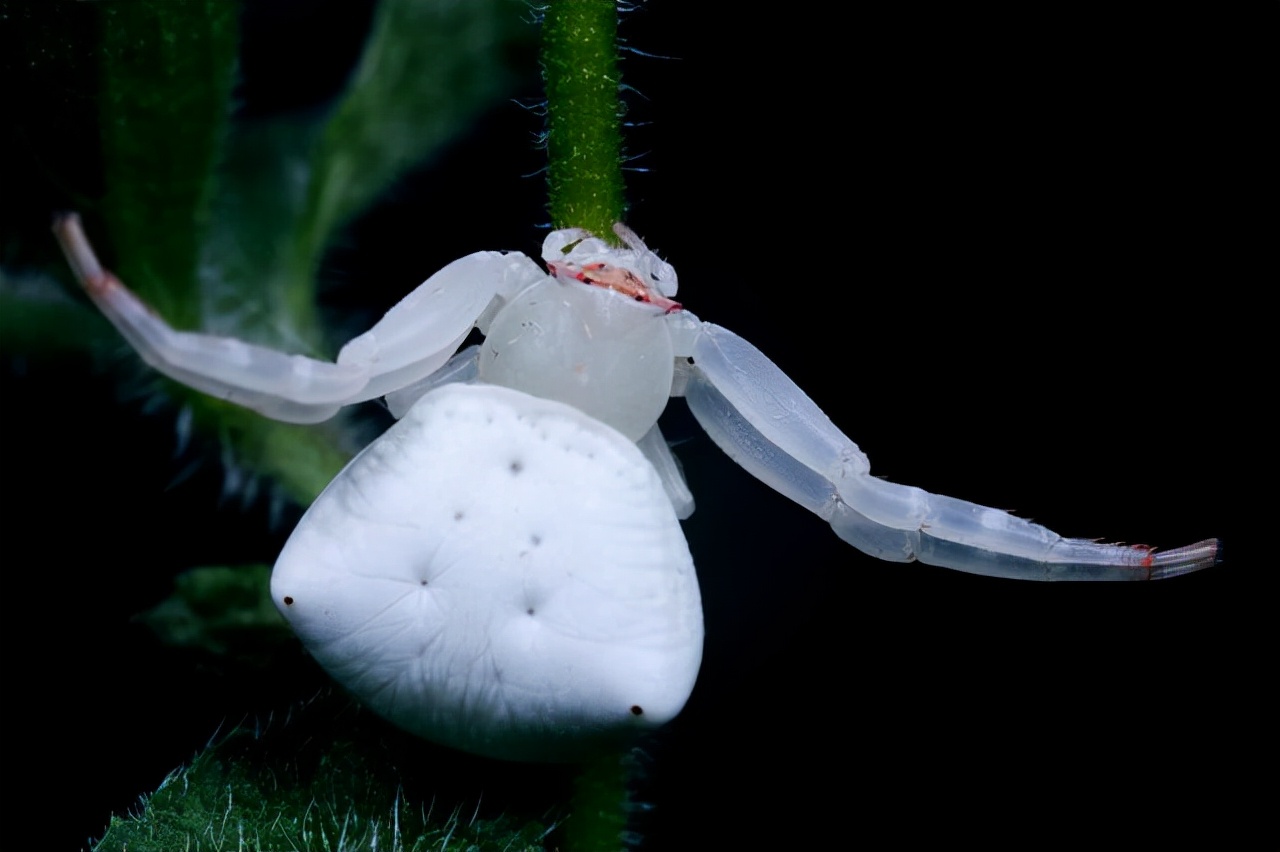 海中偶有白色海绵,地毯海葵,公主海葵,白色千帕珊瑚,白色芦苇茎珊瑚