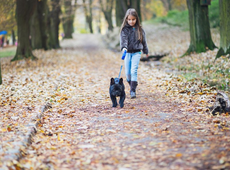 10 种最适合儿童的犬种，非常适合有小孩的家庭 - 对孩子友好且可爱