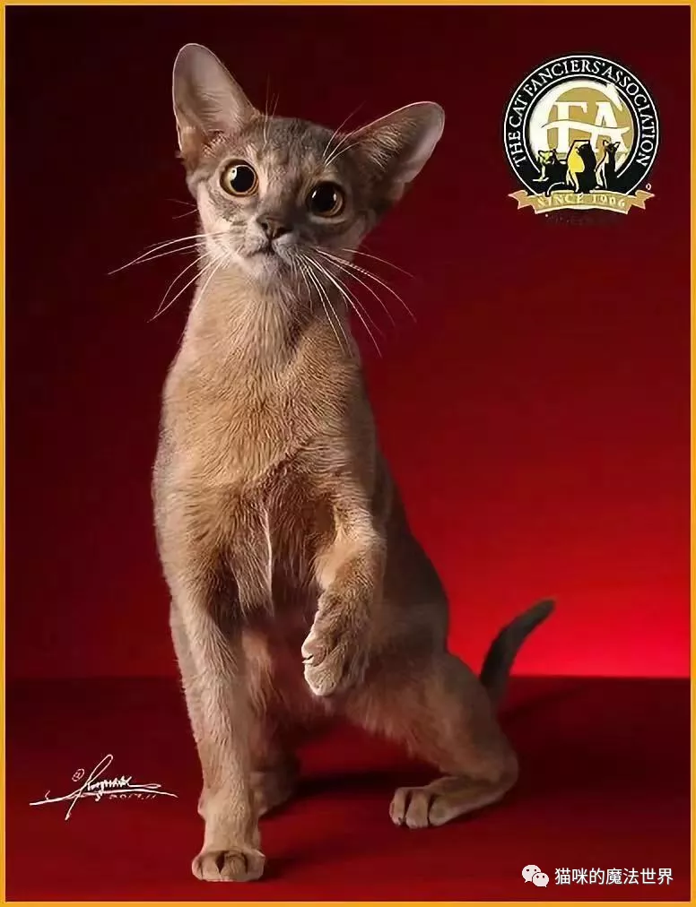 猫咪品种大盘点15:阿比西尼亚猫