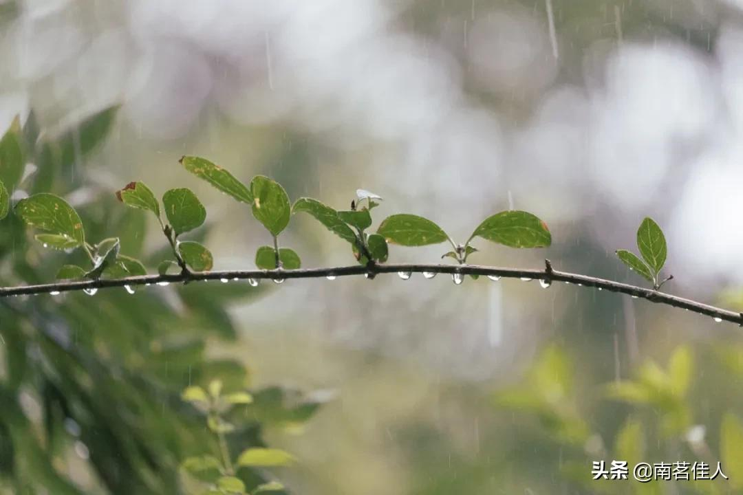 人生漫长的时光，一杯清茶是调味剂