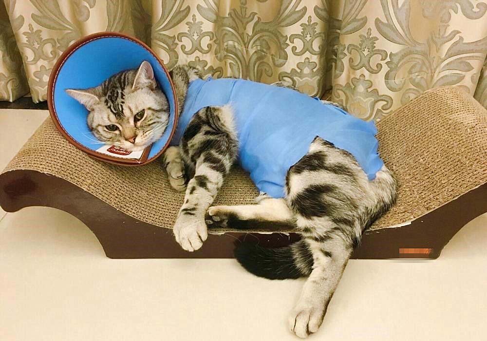 猫咪打呼并非睡眠质量高，还有感染疾病的可能，主人应提高警惕