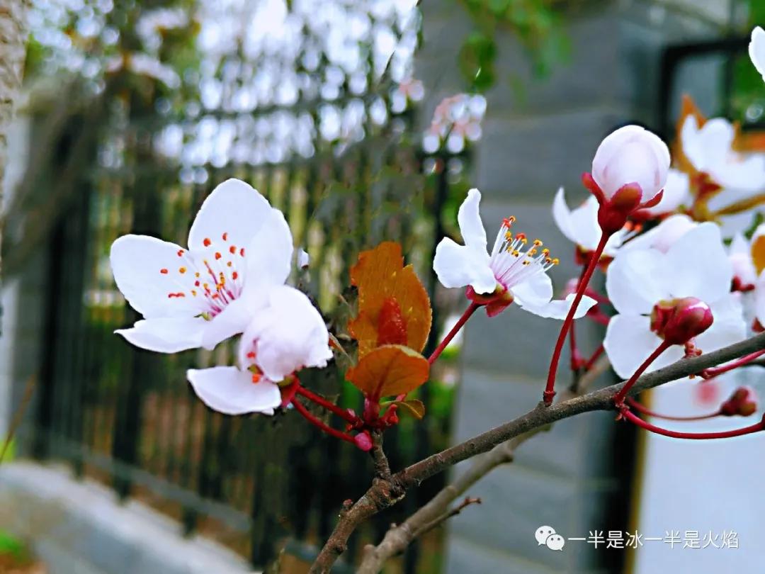 李花：一语天然万古新，豪华落尽见真淳