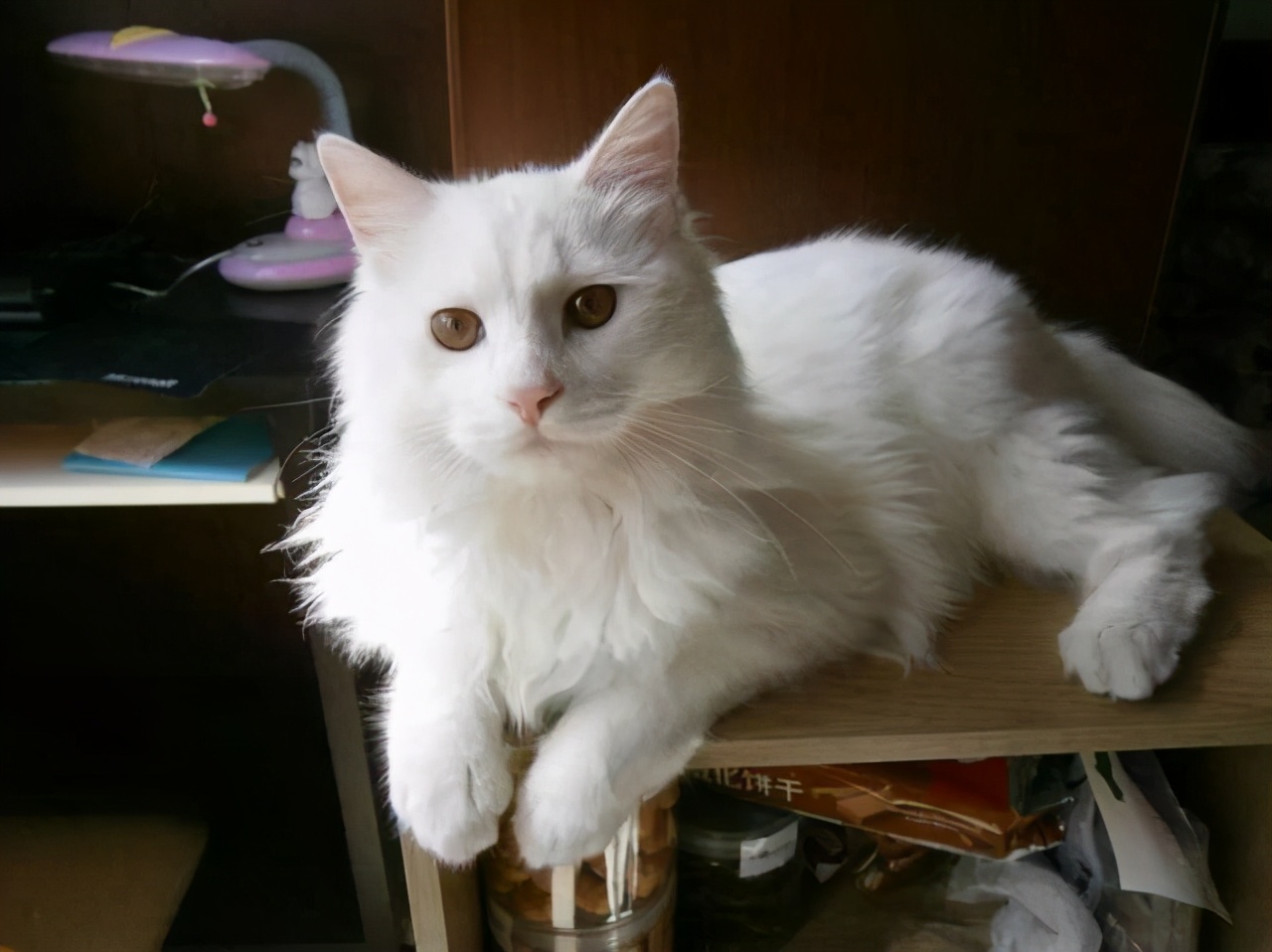 那是你还没遇到临清狮子猫