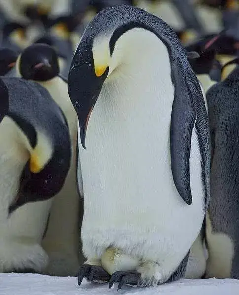 世界上最大的企鹅有多高多大（世界上最大的企鹅品种和资料图片）