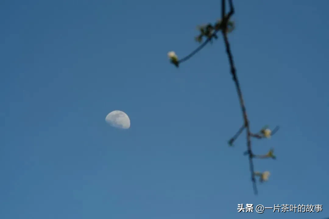 茶苦如生命，味回甘处见真情