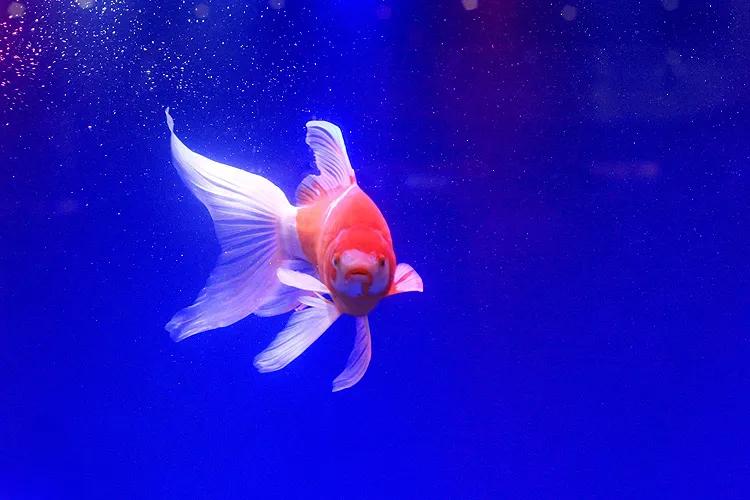 适合新手饲养的10种观赏鱼