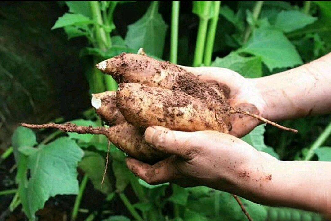 它是一种长在地下的奇葩水果，含糖而不升糖，雪莲果应该怎么吃？