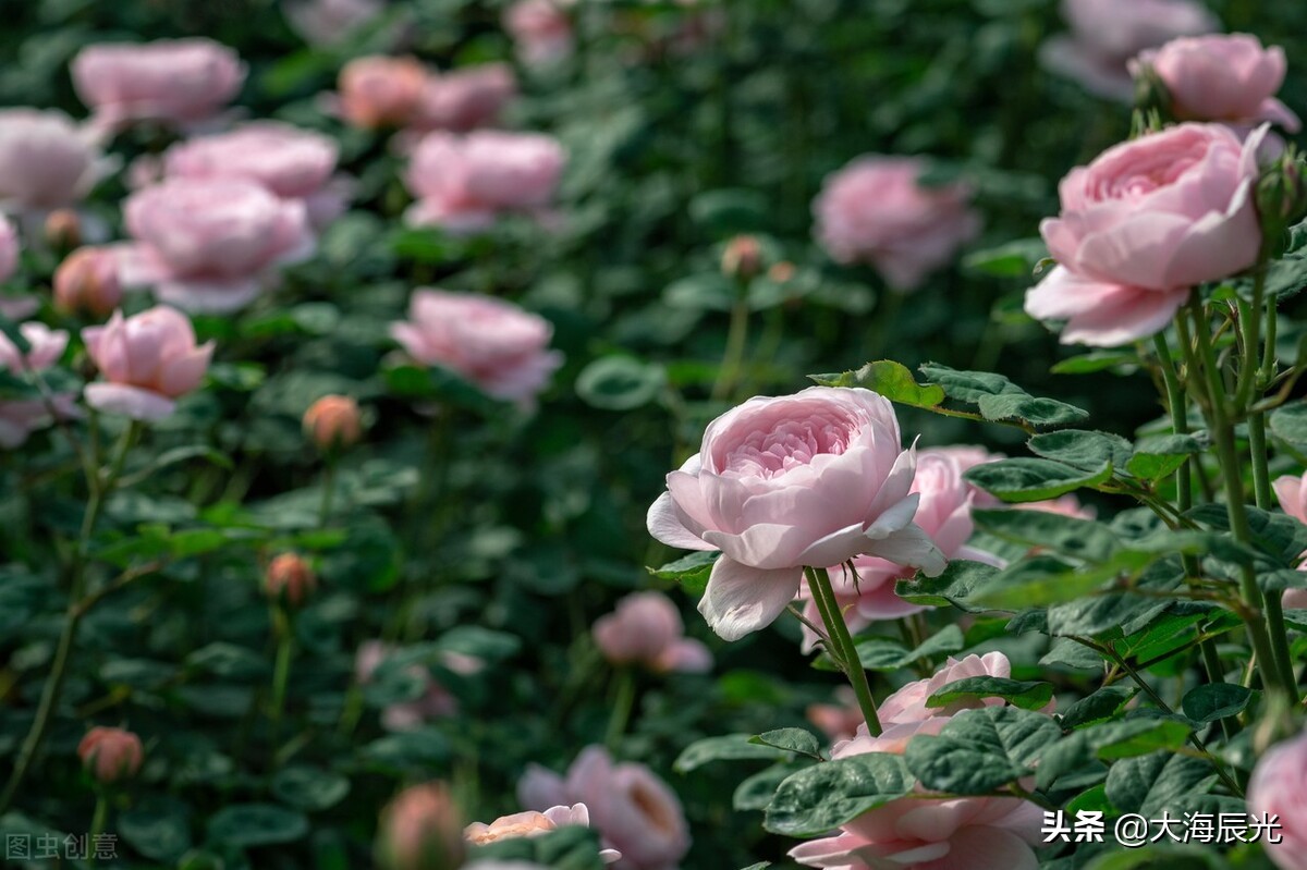 叶绿成阴，繁花似锦，拥一份静美时光