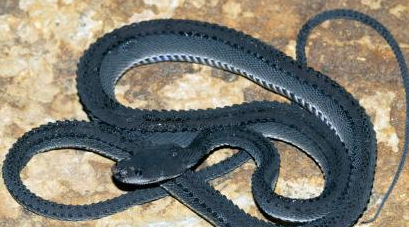 蚺图片(奇特且稀有的蛇类) - 赤虎壹号