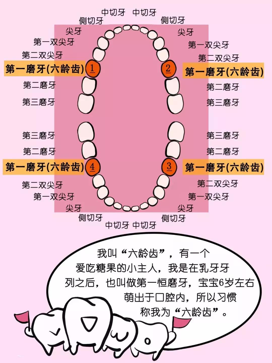 很多人都知道,小孩子最先开始长出来的牙齿叫做乳牙,年纪增长会逐渐