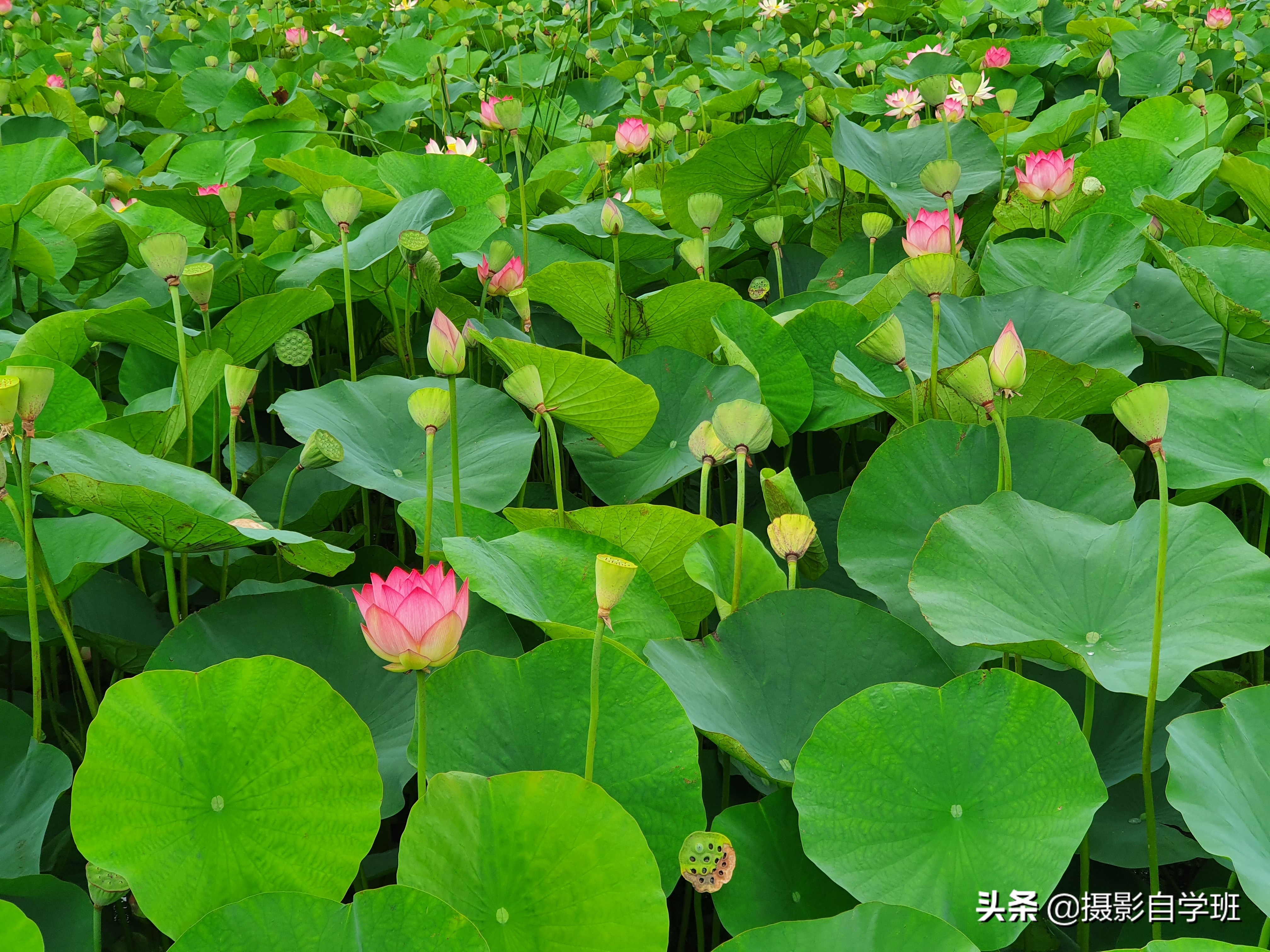 莲花的图片(用9组荷花对比照片) - 赤虎壹号