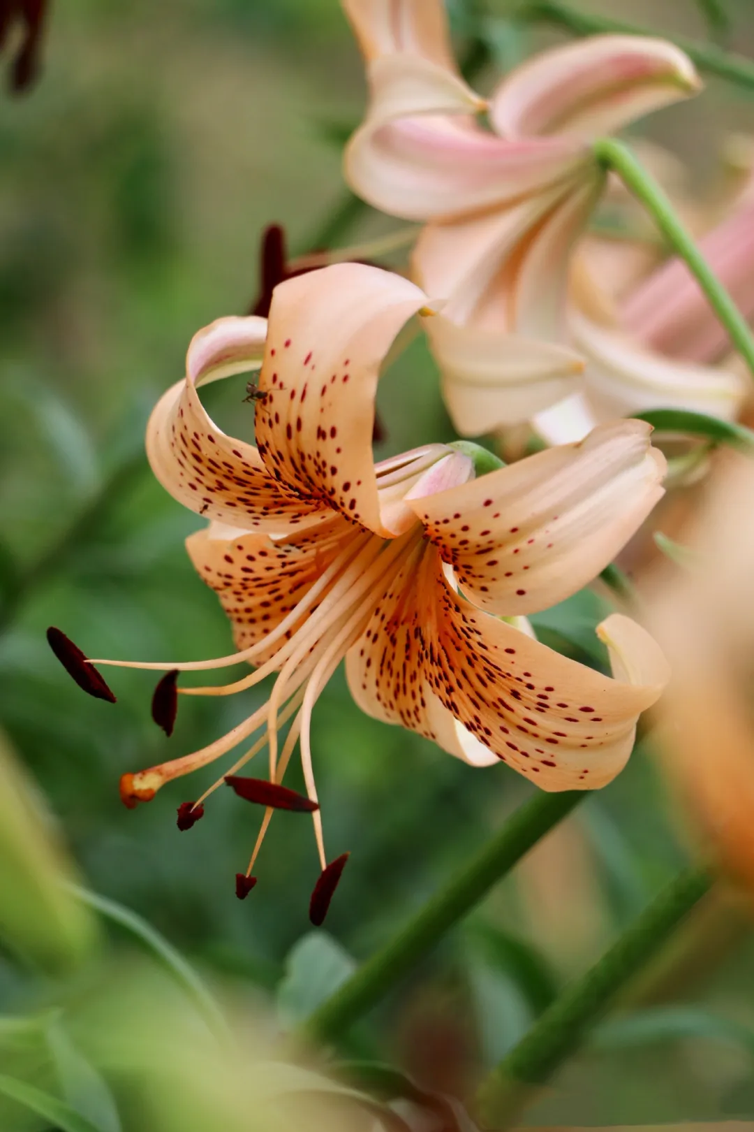 林梢一点风微起,吹作人间百合香