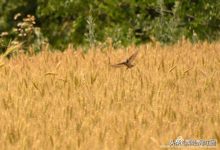 人们常说"三夏"大忙季节，即指忙于夏收、夏种和春播作物的夏管。