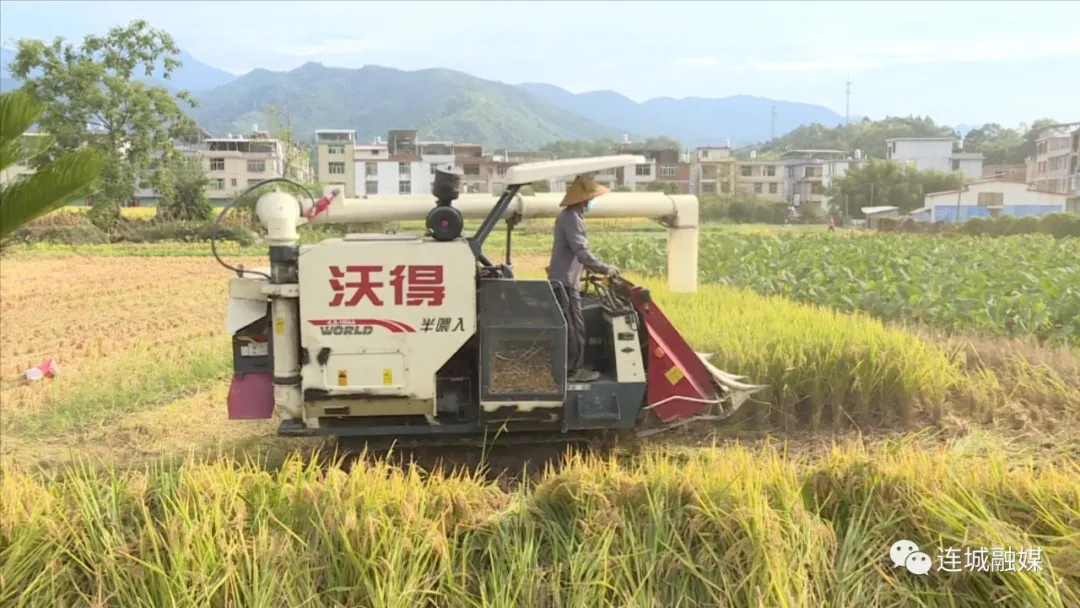 「全面推進鄉(xiāng)村振興」連城：9.3萬畝晚稻開鐮 機械化助力顆粒歸倉