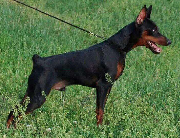 小房子也能养狗，这6种小型犬，占地不大而且还忠诚
