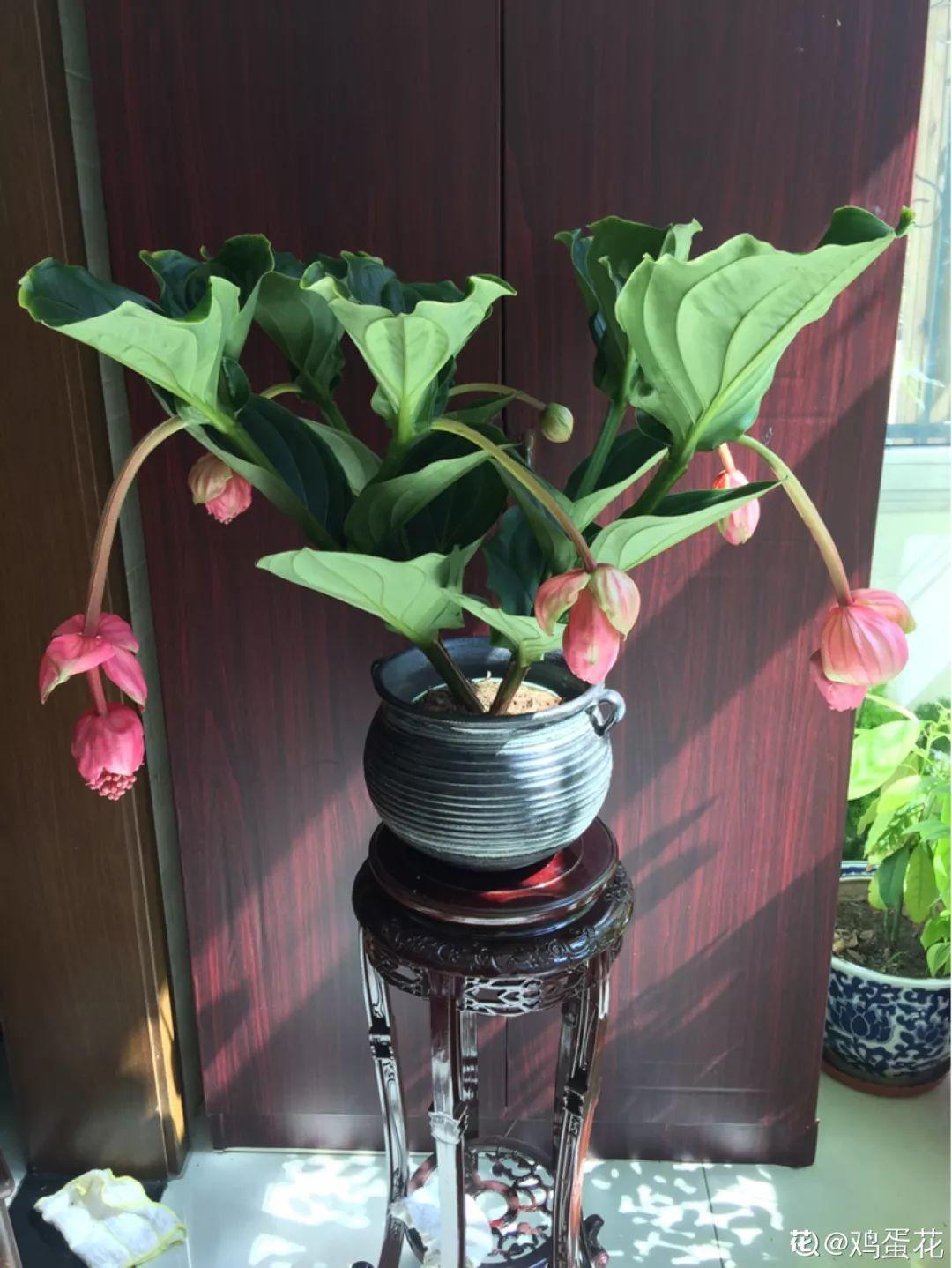 不知道养啥花?那就根据自己的星座的选,怎么看怎么顺眼